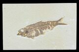 Detailed Fossil Fish (Knightia) - Wyoming #88572-1